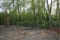 IMG_6715.jpg