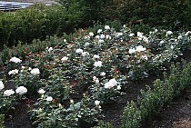 IMG_6846.jpg